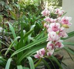 orquidea 1.JPG
