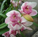 orquidea 2.JPG