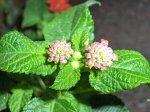 Nueva flor lantana camara.jpg