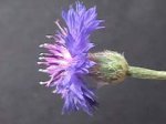 cenTAUREA cyaNUS.jpg