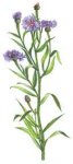 CENTAUREA CYANUS ACIANO.jpg