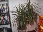 foro planta interior 4.JPG