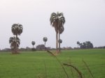 Yatay en el trigal.jpg