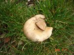 DSC00467.JPG