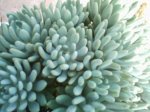 cactus1.JPG