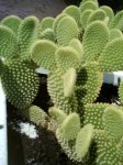 cactus2.JPG