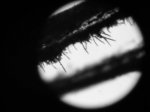 Microscopio 1.jpg