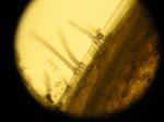 Microscopio 3.jpg