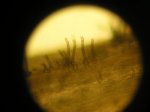 Microscopio 4.jpg
