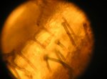 Microscopio 5.jpg