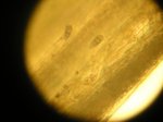 Microscopio 6.jpg