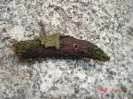 DSC00468.JPG