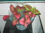 Hidroponico 002.gif