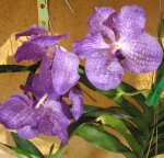 Vanda en verano.jpg