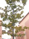 DSCN1221.JPG