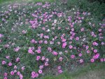 DSCN1107.JPG