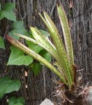 DSC00971-3.jpg