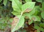 viburnum1.jpg