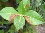viburnum2.jpg