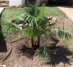 washingtonia robusta.jpg