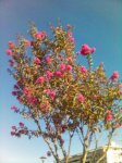 arbol uno 1.JPG