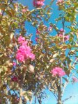 arbol uno 2.JPG
