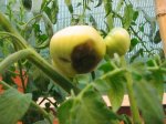 tomates pachuchos 001.jpg