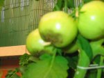 tomates pachuchos 002.jpg