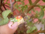 DSC06141.JPG
