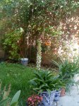 eucomis 04.jpg