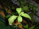 DSC01217.jpg