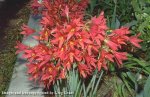 Rhodohiala bifida.jpg