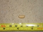 DSC00052.jpg