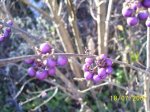 100_3970.jpg