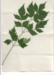 planta.jpg