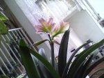 amarilys 072007.jpg