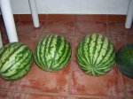 cosecha sandias.jpg