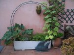 Pepinos y calabacines 06.jpg