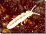 Collembola Folsomia Candida.gif