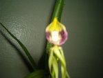 orquuisraras006yc3.jpg