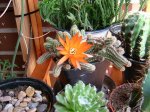 echinopsis silvestrii 1.jpg