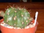 Echinopsis namatacantha 04.jpg