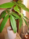 Plamtas 002.jpg