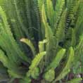 Nephrolepis exaltata.jpg