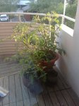 26072007115.jpg