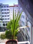 gladolo ventana.jpg