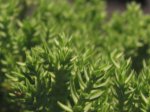 bonsai 006.jpg