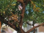 bonsai 005.jpg