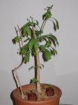 Gingko1.jpg