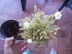 drosera florint.jpg